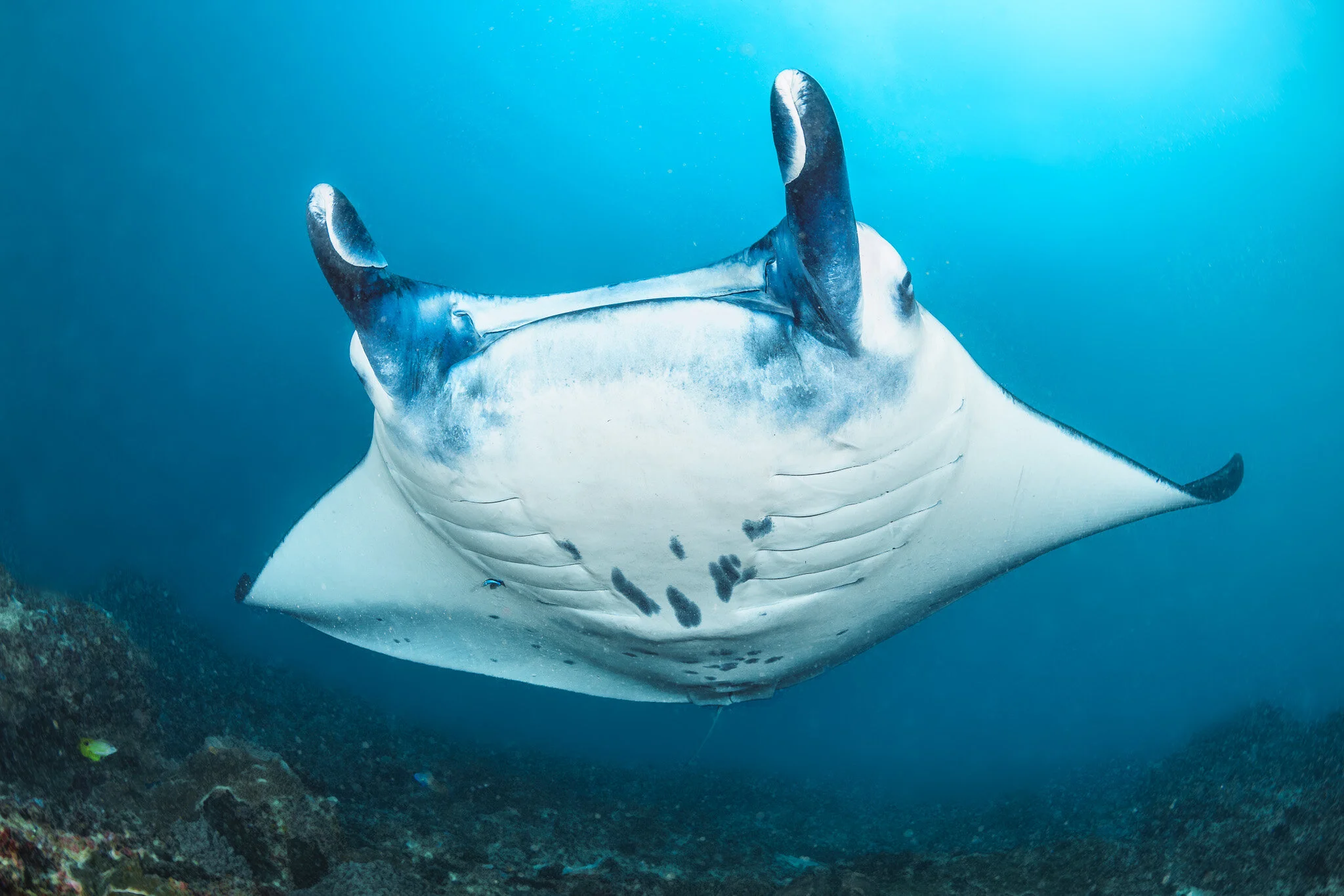 manta ray swimming above the seabed