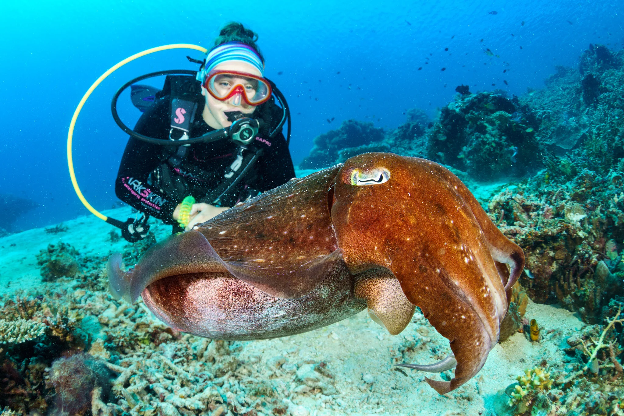 diver photographing a cuttlefish underwater