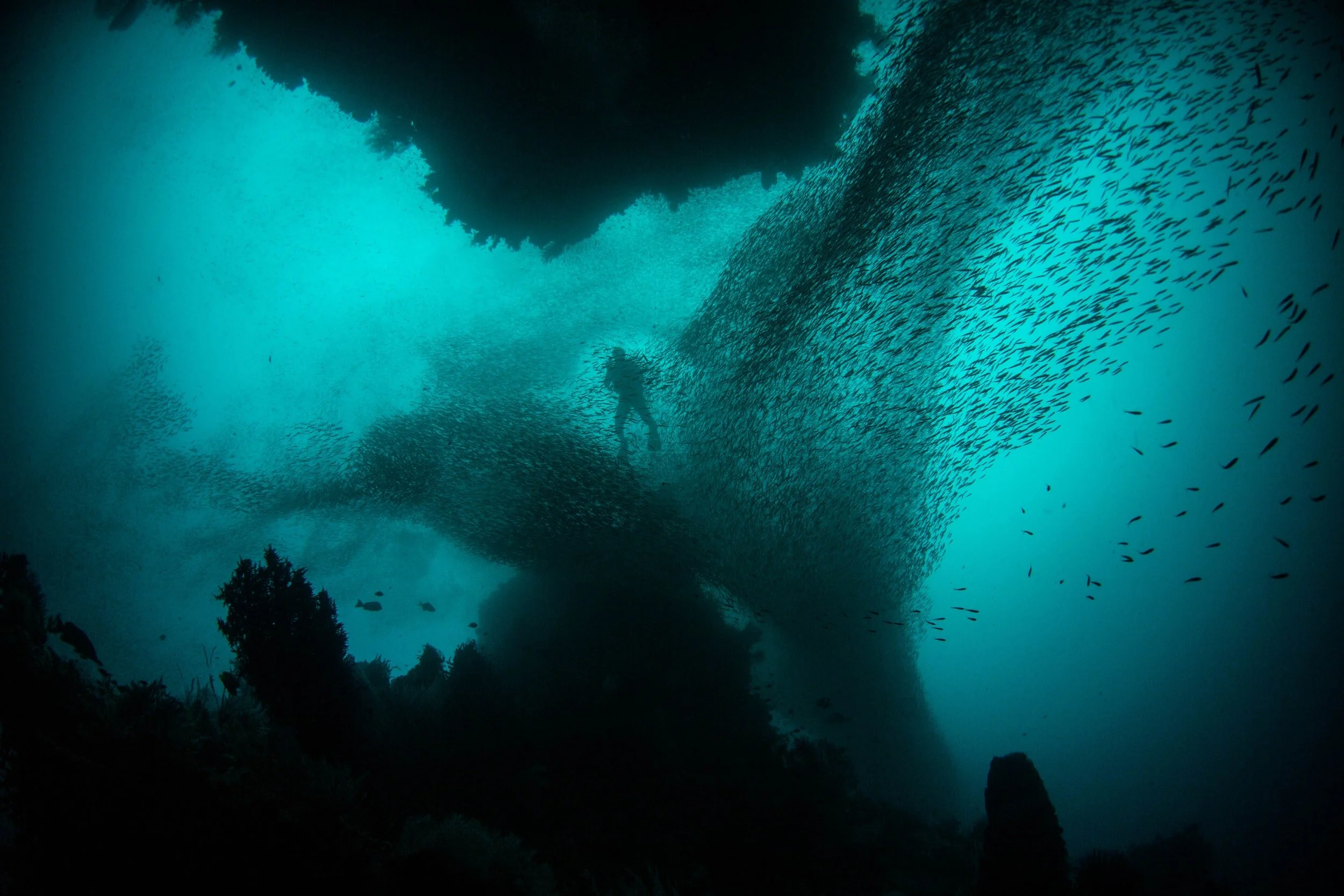 diving scene in Raja Ampat