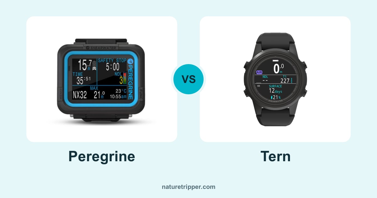 Shearwater Peregrine vs Tern