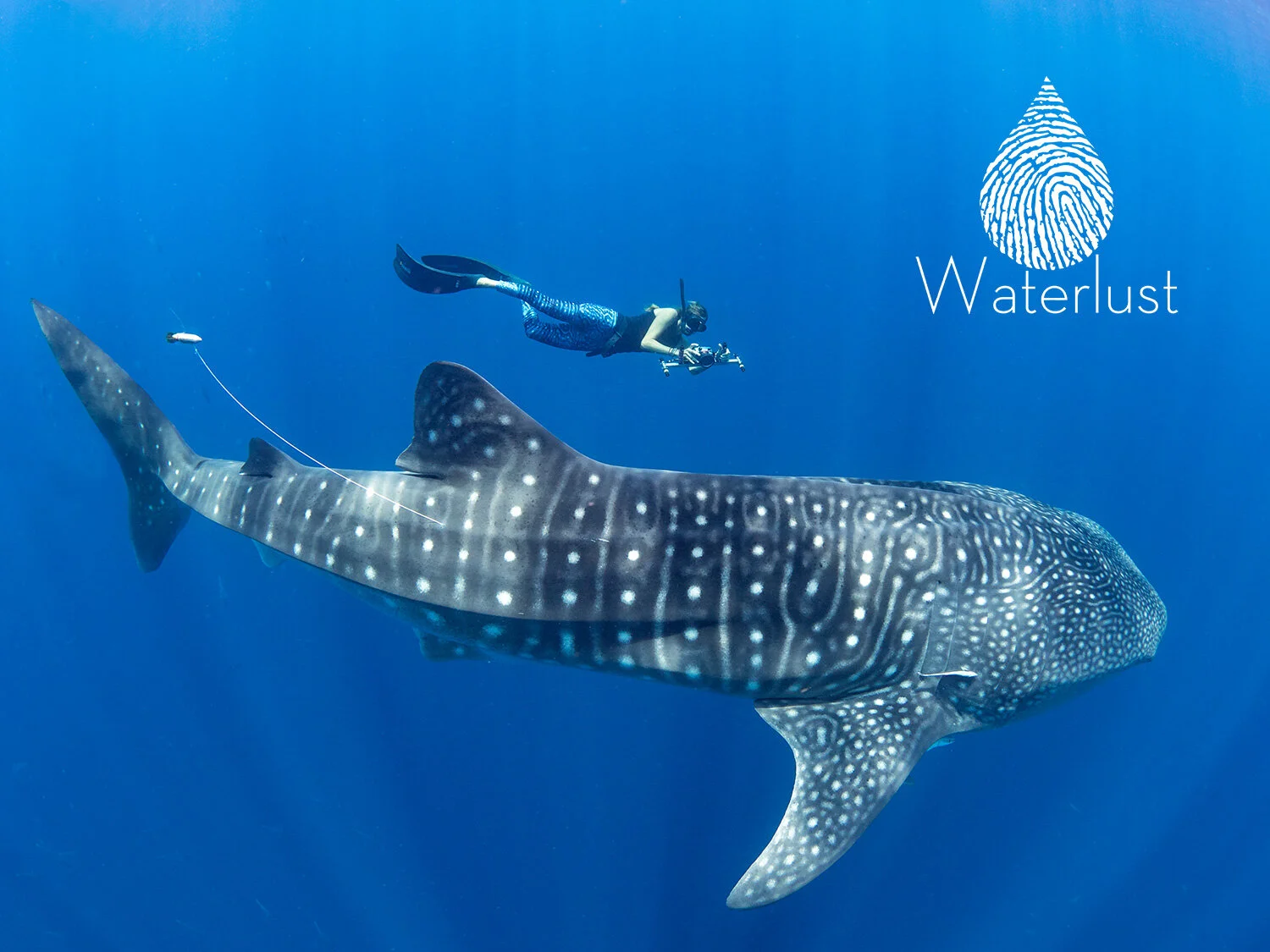 Waterlust Whale Shark Collection