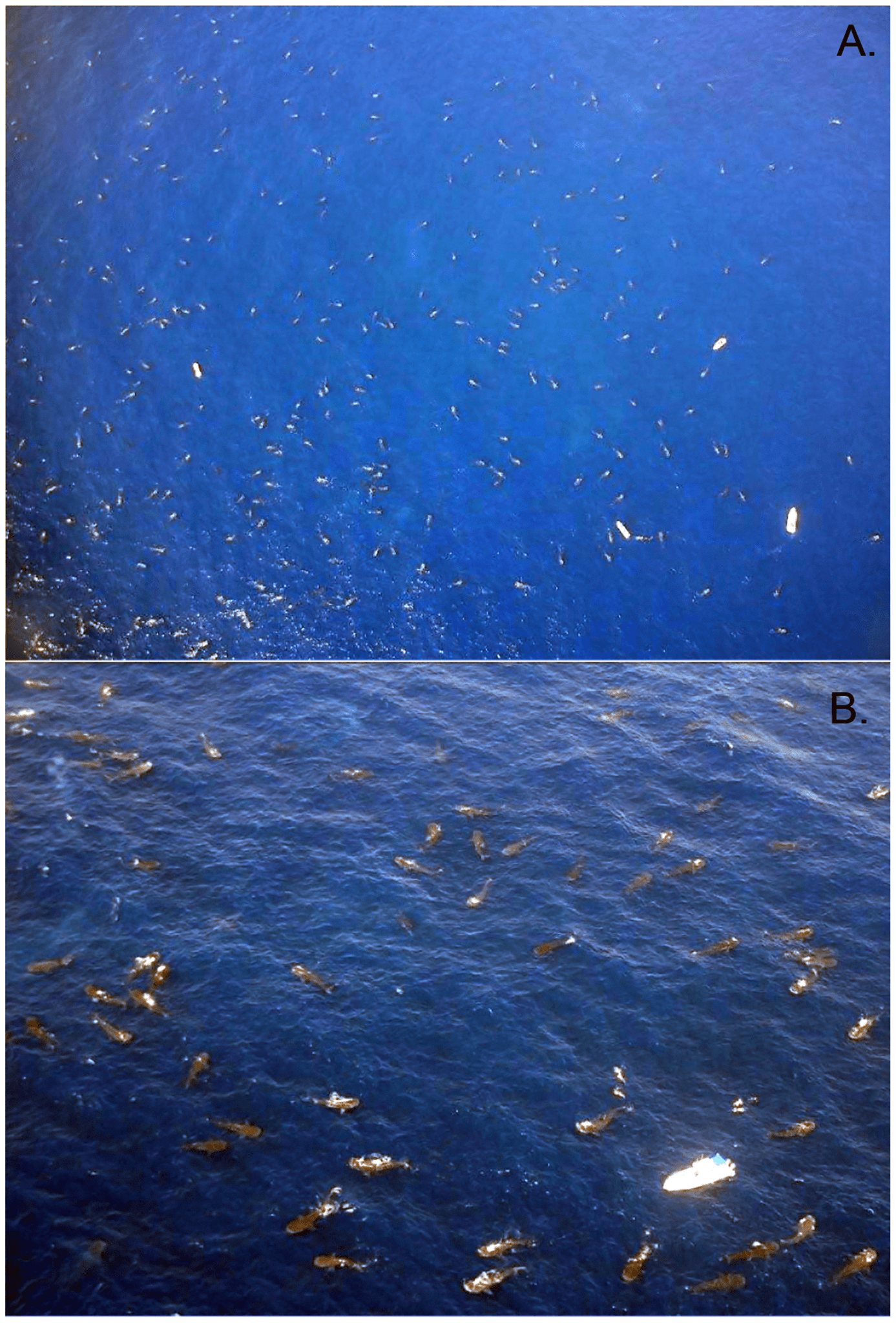 aerial photographs showing whale shark feeding aggregation
