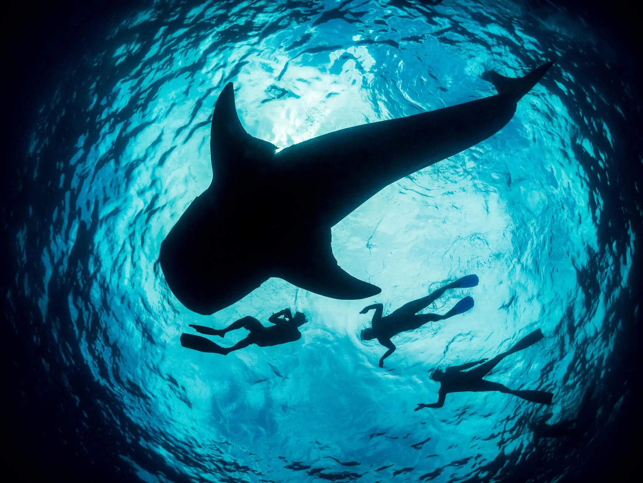 whale shark swimming beside snorkellers off Cancún
