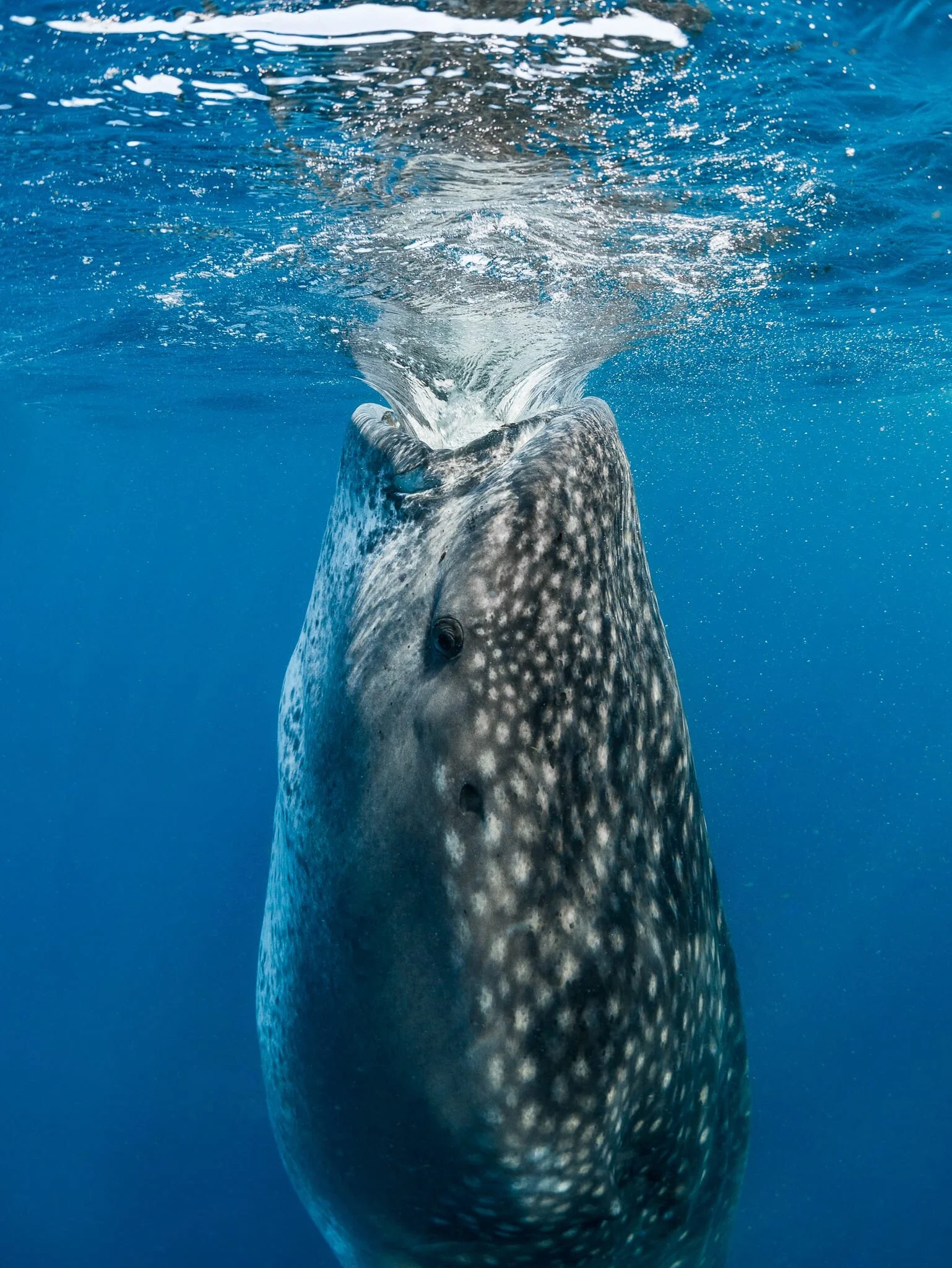 whale shark suction feeding on tuna eggs off Cancún