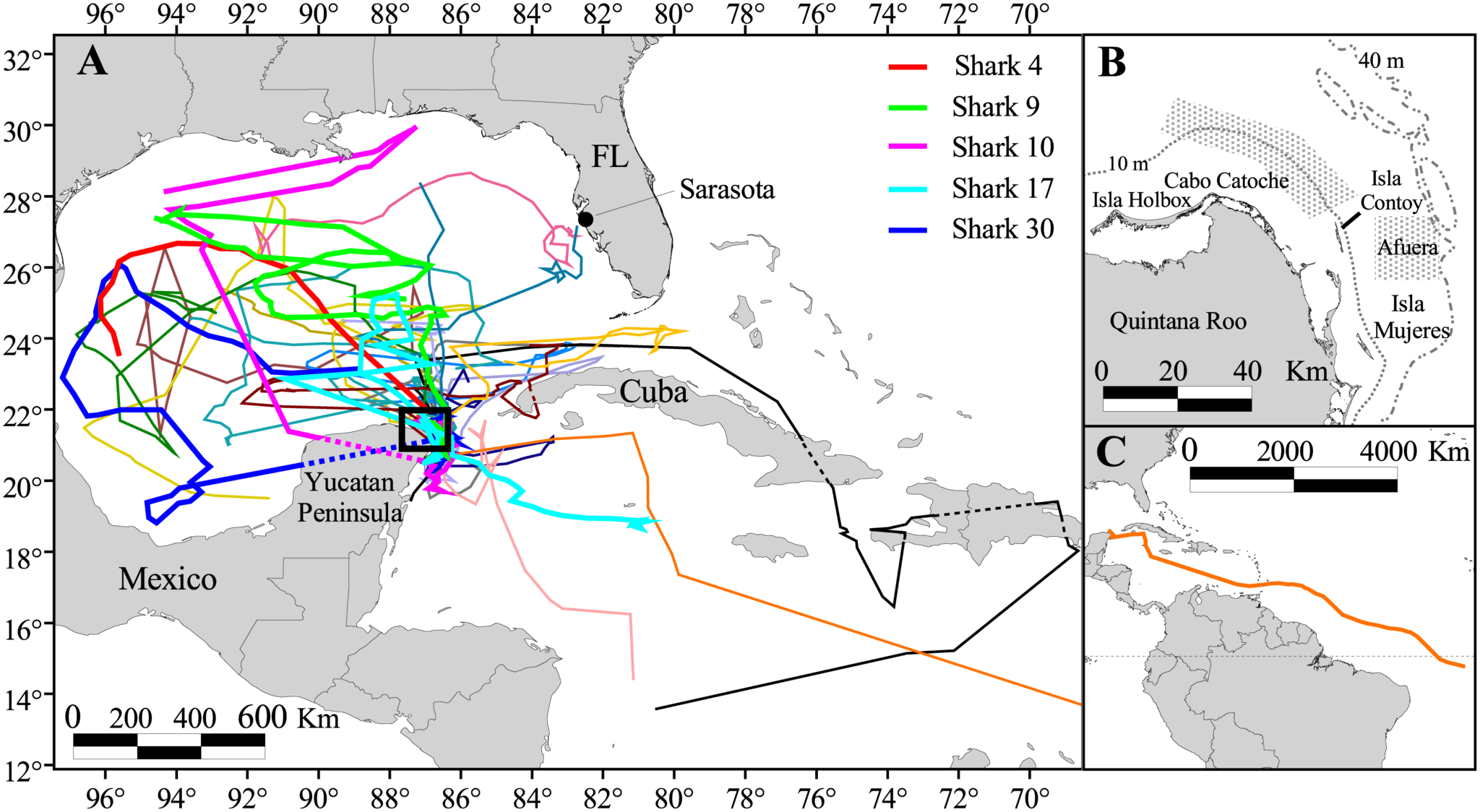 map of tagged whale shark tracks in the eastern Gulf of Mexico