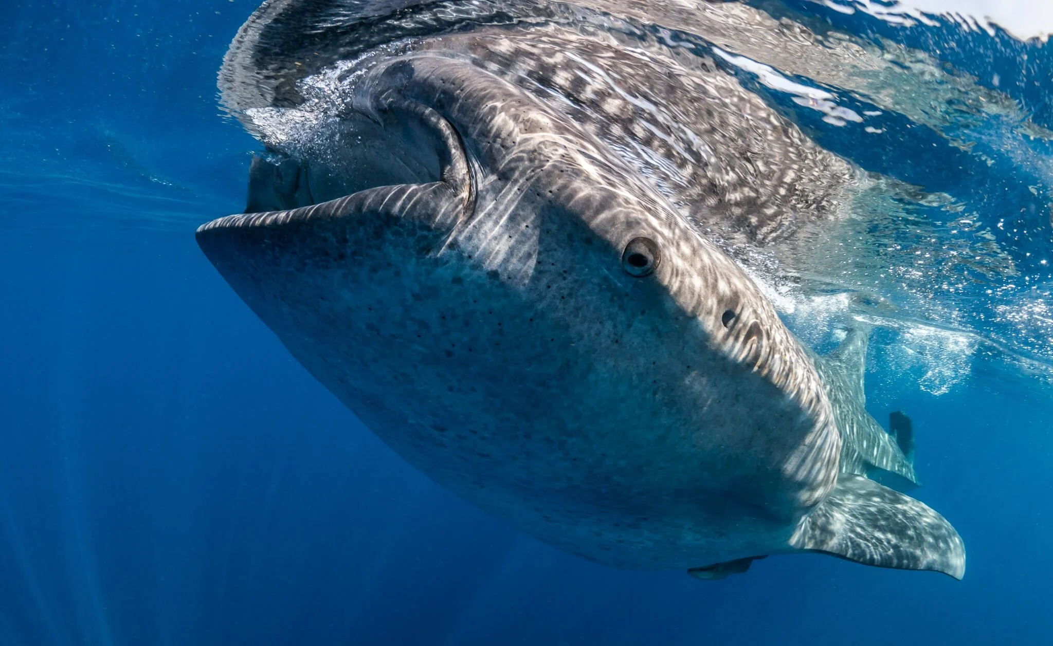 Surface-feeding whale shark off Cancun, Mexico