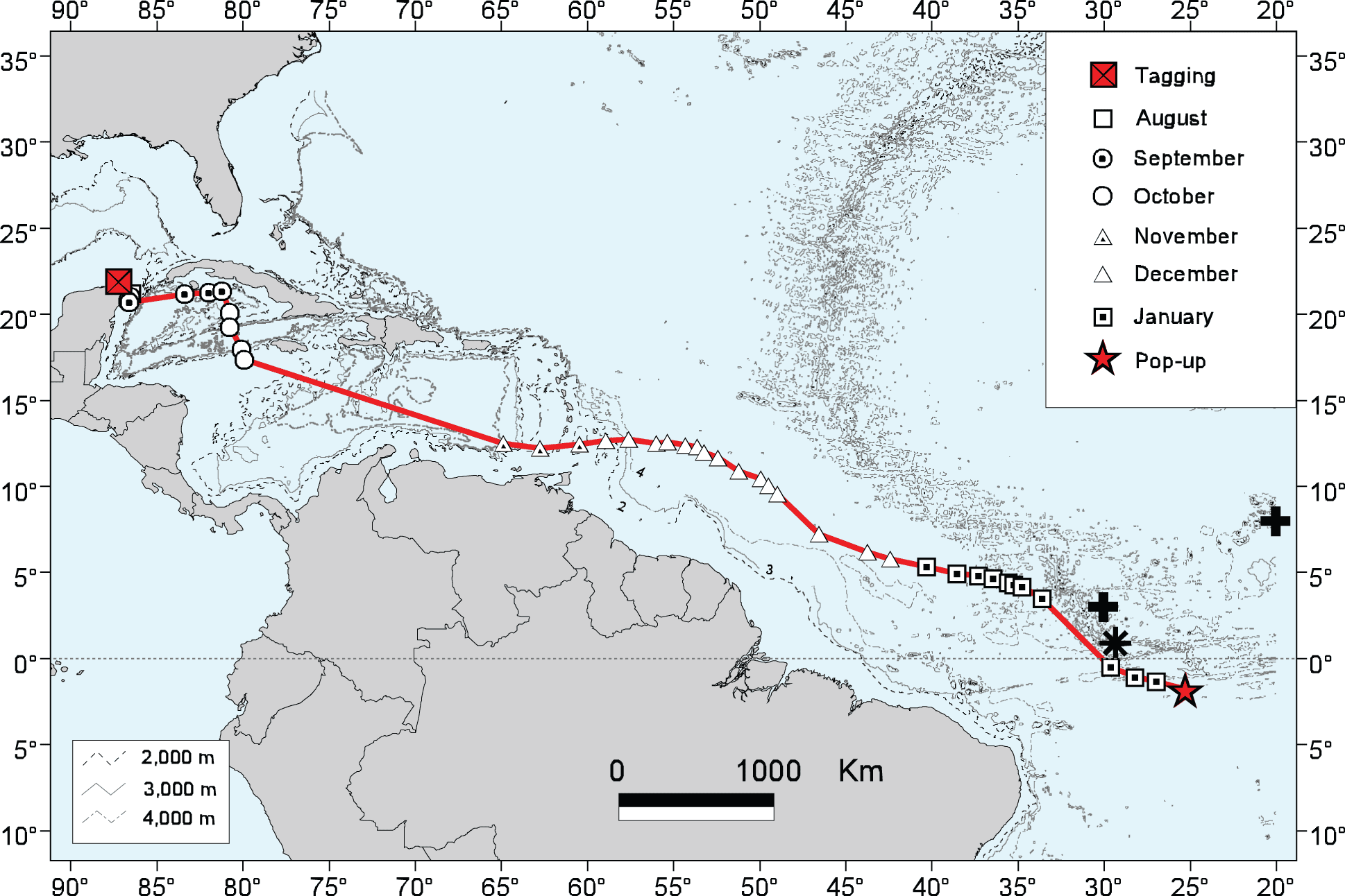 map of Rio Lady’s southward whale shark track