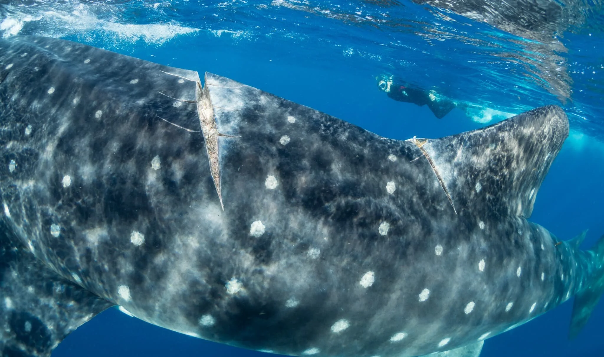whale shark with propeller injuries off Cancún