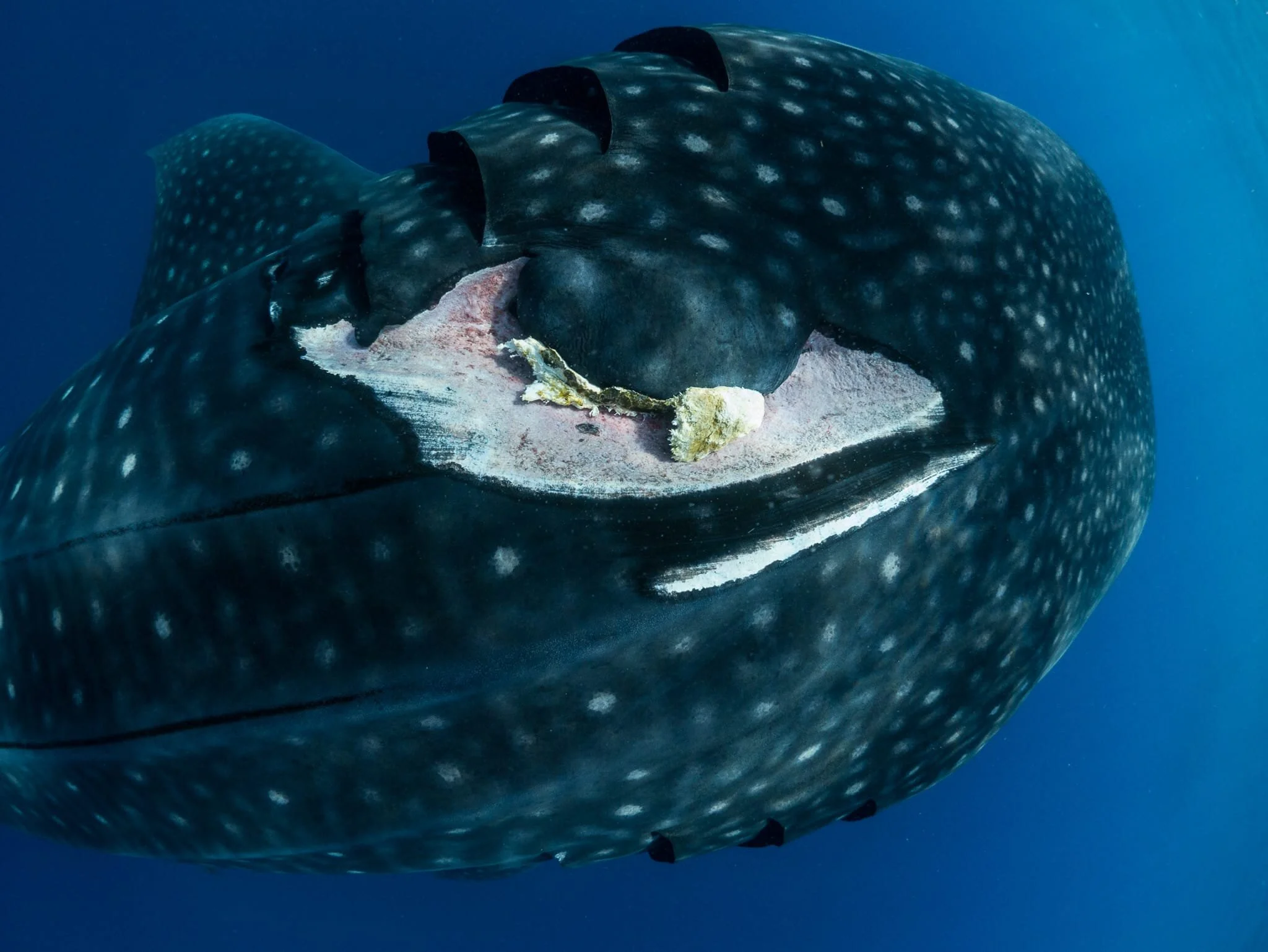 Injury on a whale shark off Cancun, Mexico