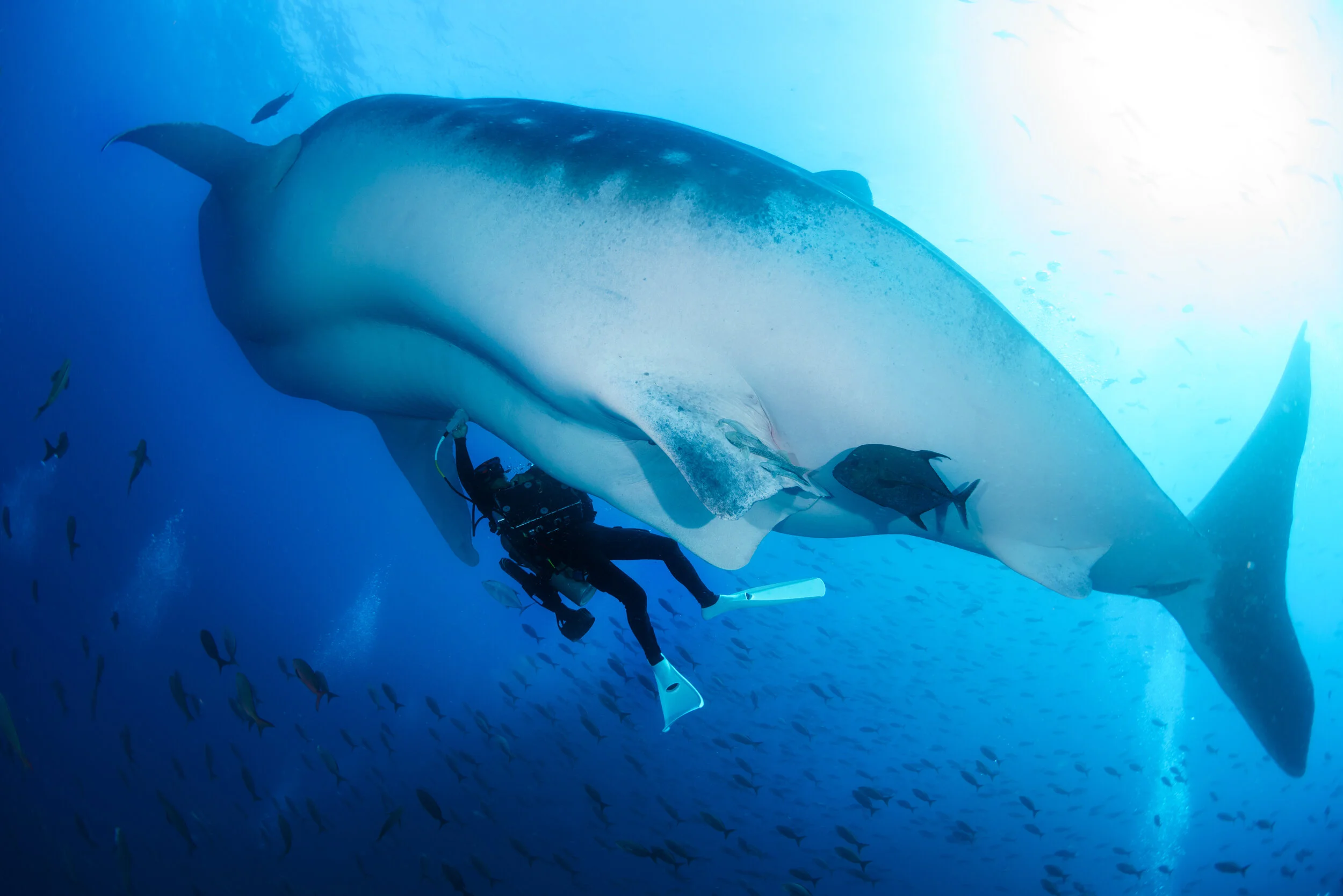 whale shark swimming beneath a diver