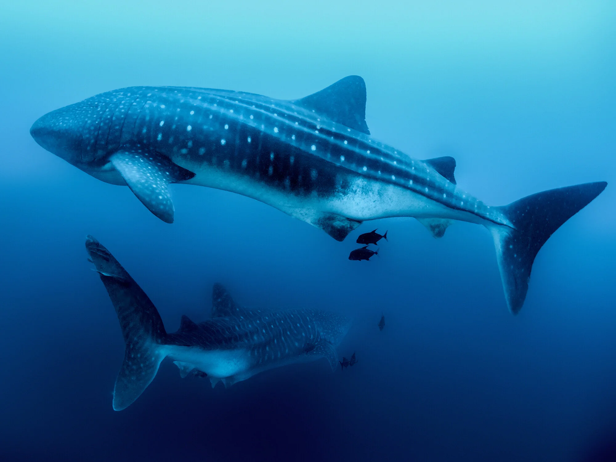 whale shark swimming below divers at Darwin Island