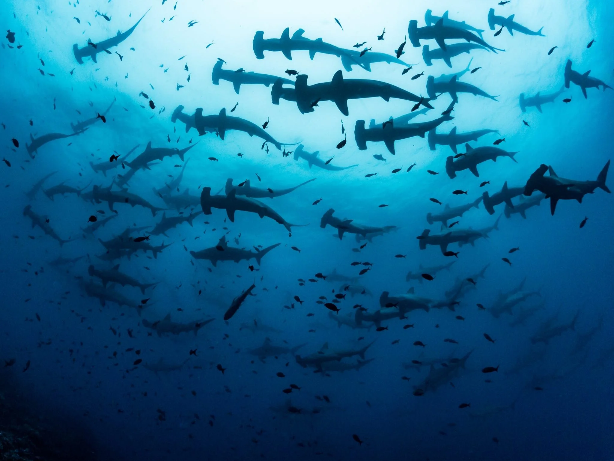 school of hammerhead sharks at Darwin Island