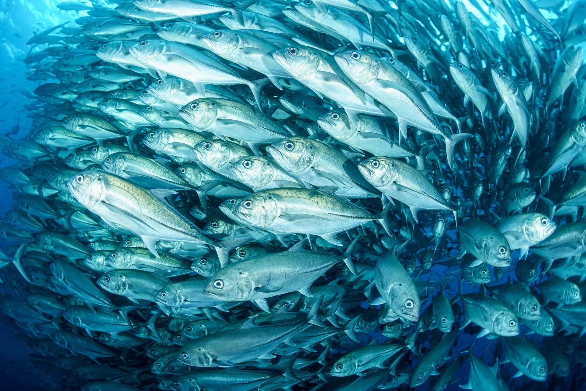 school of fish swirling underwater