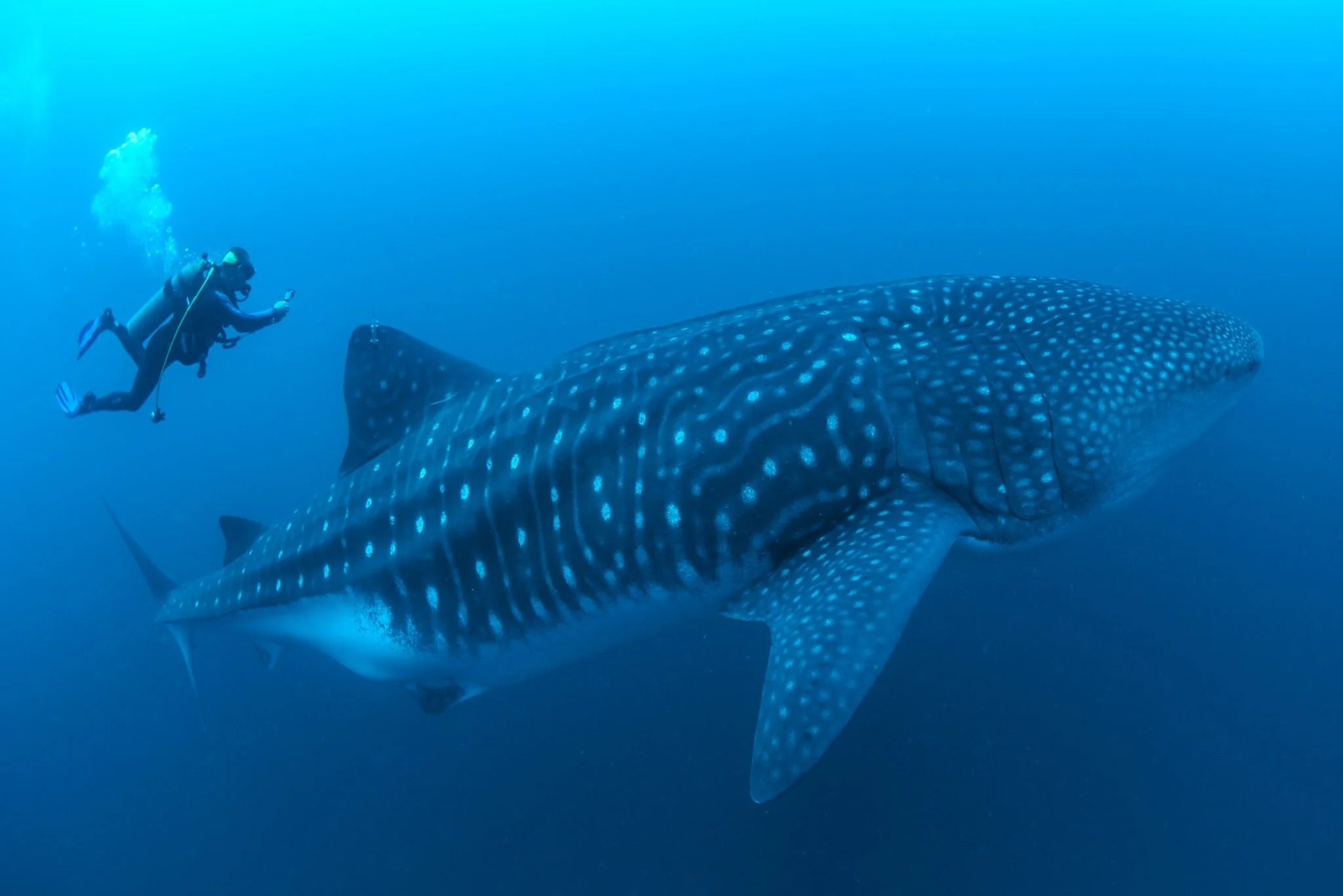 whale shark swimming beside a diver